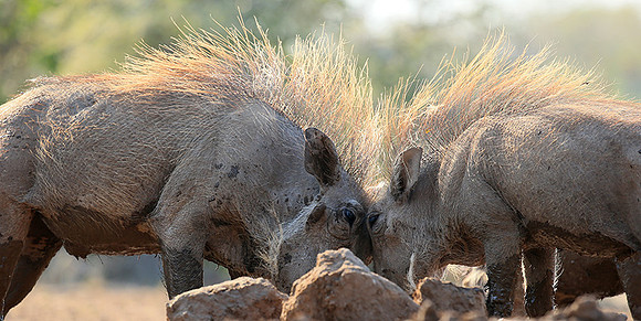 Warthog at the waterhole at Mashatu game reserve