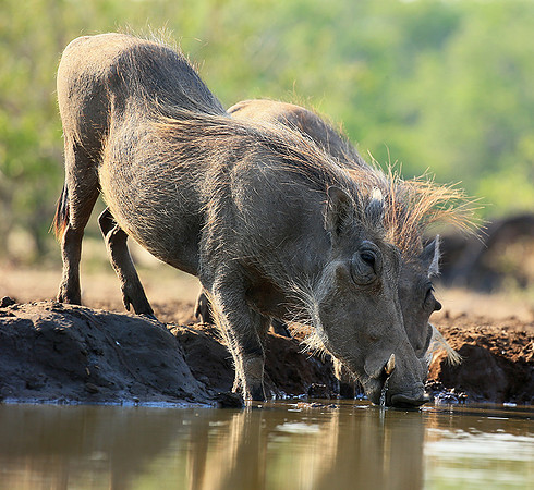 Warthog at the waterhole at Mashatu game reserve