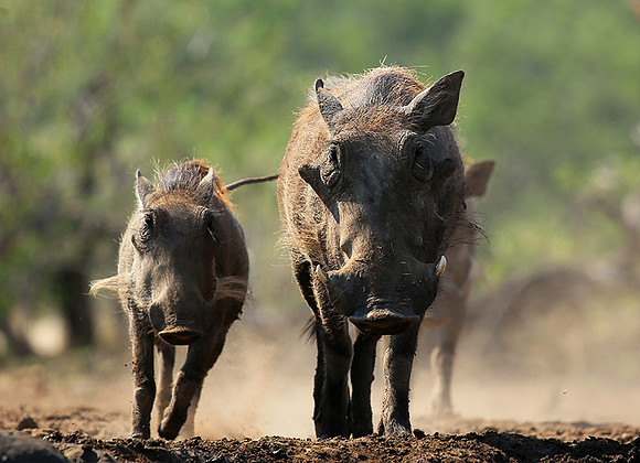 Warthog at the waterhole at Mashatu game reserve