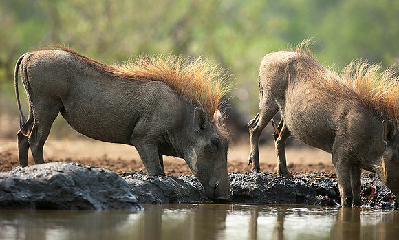 Warthog at the waterhole at Mashatu game reserve