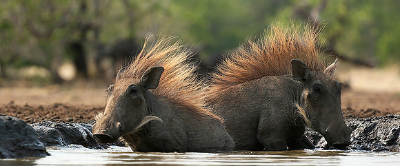 Warthog at the waterhole at Mashatu game reserve