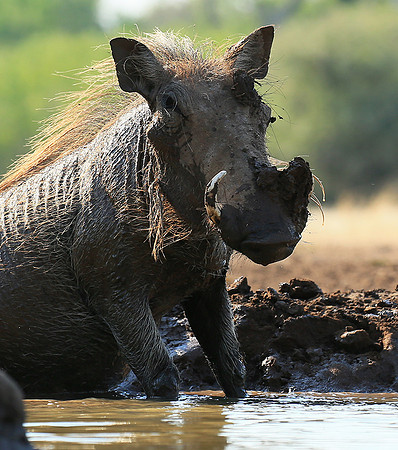Warthog at the waterhole at Mashatu game reserve