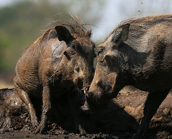 Warthog at the waterhole at Mashatu game reserve