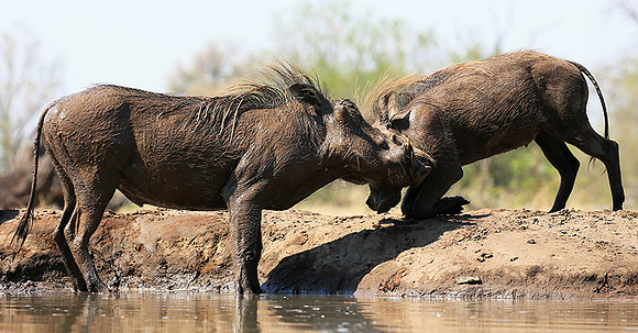 Warthog at the waterhole at Mashatu game reserve