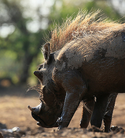 Warthog at the waterhole at Mashatu game reserve