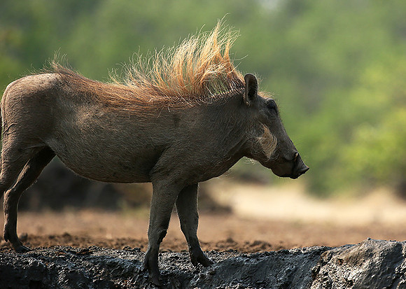 Warthog at the waterhole at Mashatu game reserve