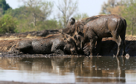 Warthog at the waterhole at Mashatu game reserve