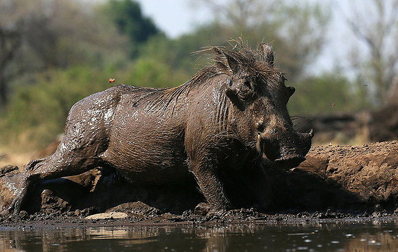 Warthog at the waterhole at Mashatu game reserve