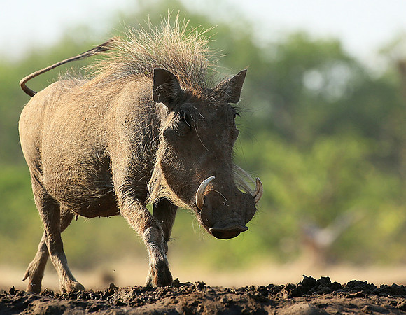 Warthog at the waterhole at Mashatu game reserve