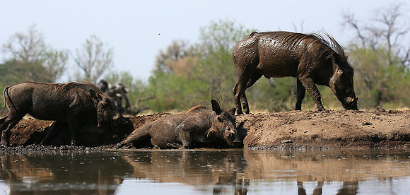 Warthog at the waterhole at Mashatu game reserve