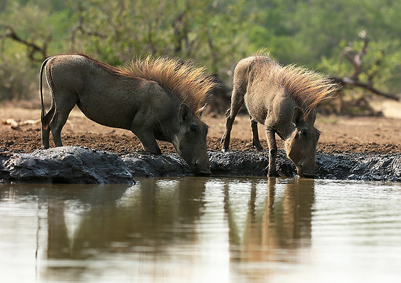 Warthog at the waterhole at Mashatu game reserve