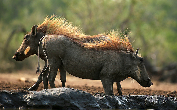 Warthog at the waterhole at Mashatu game reserve