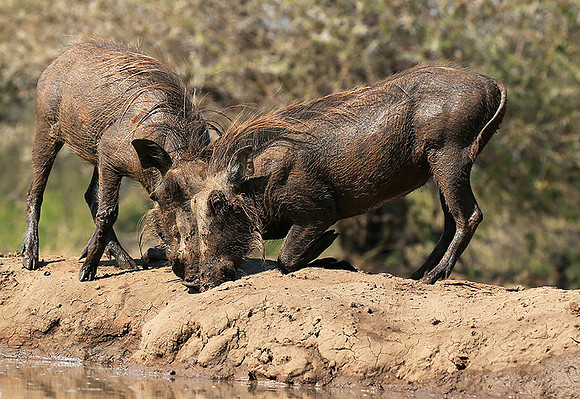 Warthog at the waterhole at Mashatu game reserve