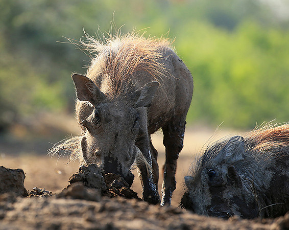Warthog at the waterhole at Mashatu game reserve