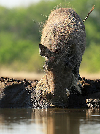 Warthog at the waterhole at Mashatu game reserve
