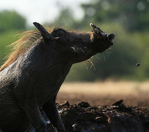 Warthog at the waterhole at Mashatu game reserve