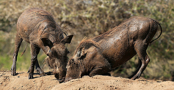 Warthog at the waterhole at Mashatu game reserve