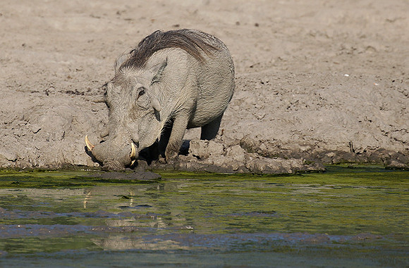 Moremi game reserve