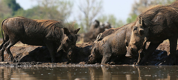 Warthog at the waterhole at Mashatu game reserve