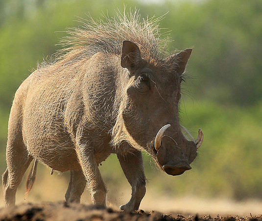 Warthog at the waterhole at Mashatu game reserve