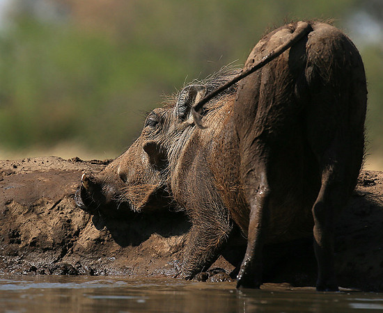 Warthog at the waterhole at Mashatu game reserve