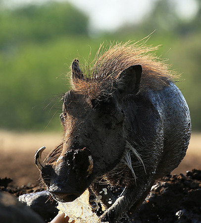 Warthog at the waterhole at Mashatu game reserve