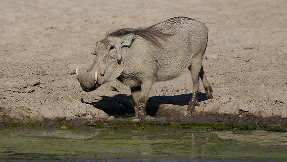 Moremi game reserve