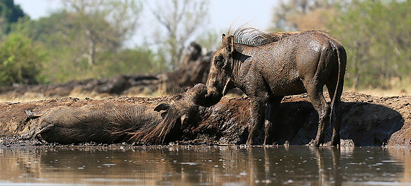 Warthog at the waterhole at Mashatu game reserve
