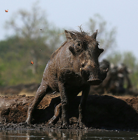 Warthog at the waterhole at Mashatu game reserve