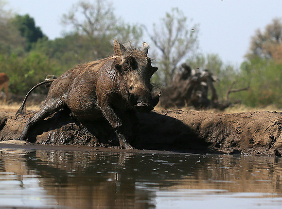 Warthog at the waterhole at Mashatu game reserve