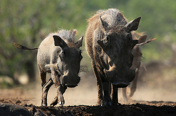 Warthog at the waterhole at Mashatu game reserve