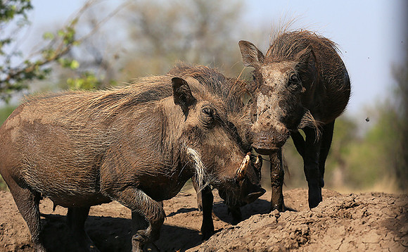 Warthog at the waterhole at Mashatu game reserve