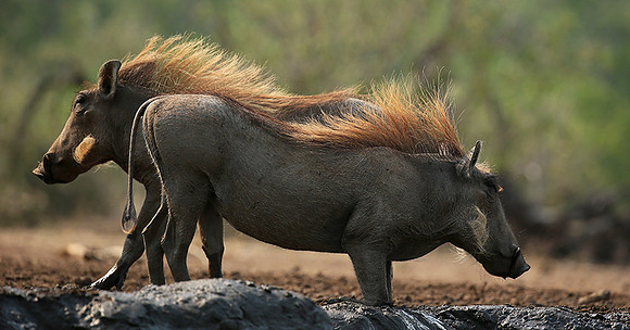 Warthog at the waterhole at Mashatu game reserve