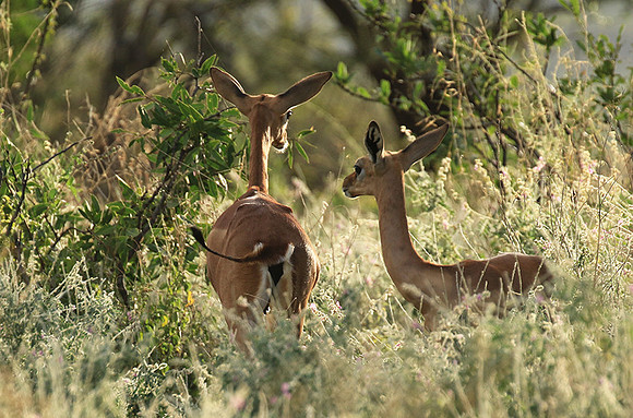 Northern Kenya