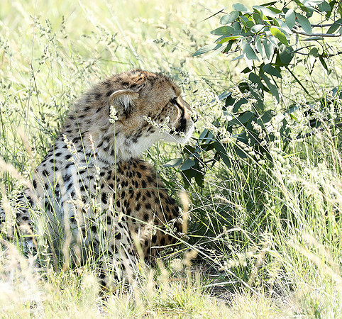 Ongava Game Reserve