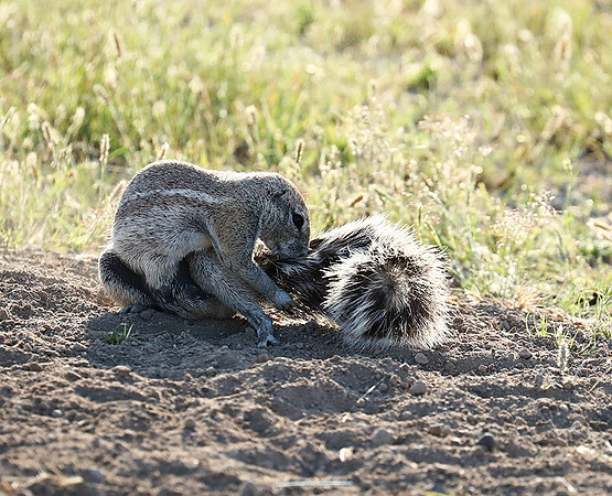 Ongava Game Reserve
