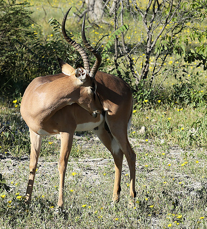 Black-faced impala - Etosha