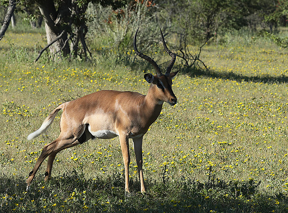 Black-faced impala - Etosha