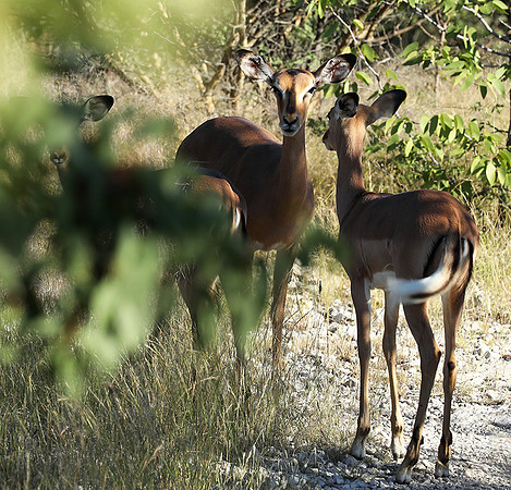 Black-faced impala - Etosha