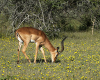 Black-faced impala - Etosha