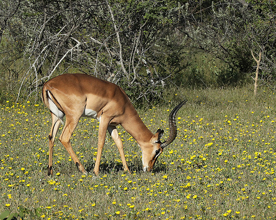 Black-faced impala - Etosha