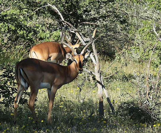 Black-faced impala - Etosha
