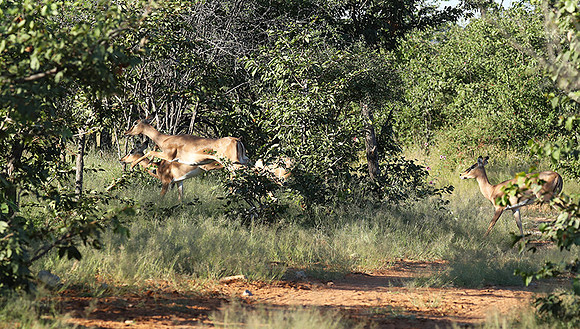 Black-faced impala - Etosha