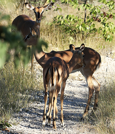 Black-faced impala - Etosha
