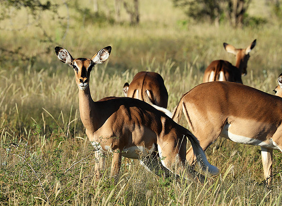 Black-faced impala - Etosha