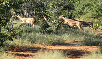 Black-faced impala - Etosha