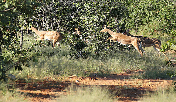 Black-faced impala - Etosha