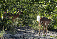 Black-faced impala - Etosha