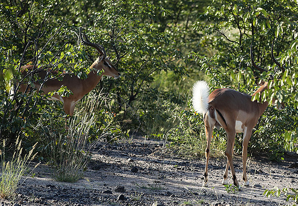 Black-faced impala - Etosha