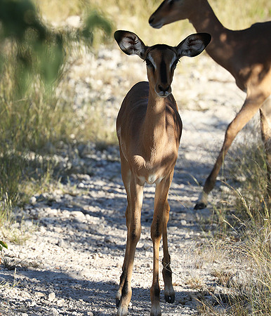Black-faced impala - Etosha